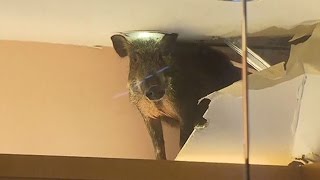 Wild boar causes chaos in Hong Kong shop [upl. by Moretta980]