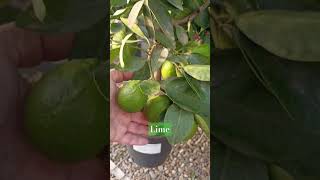 Lamai lime Citrus Aurantifolia amia citrice citrus lamai [upl. by Araes839]