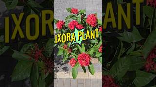 Ixora Plant ixora outdoorplants shorts ytshorts viralshorts plantcare ixoraplant [upl. by Rabush]