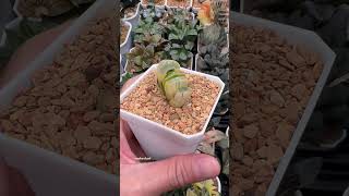 Haworthia Truncata cv Midori No Shima X Best Blue Var haworthia plants succulents plantlover [upl. by Salohcim]