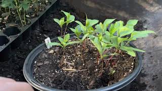 How to grow persimmons from seed [upl. by Odille]