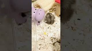 Grabby hands 🤚 dwarfhamster pets hamsters cuteanimals [upl. by Ricca]