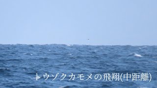 トウゾクカモメPomarine Jaegerの飛翔城ヶ島 [upl. by Einnim]