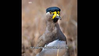 Discover the Yellow Wattled Lapwing Natures Ground Nester [upl. by Susanne747]