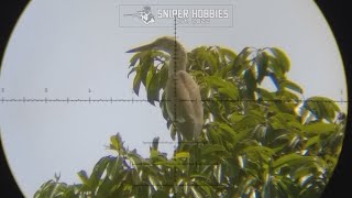 LONG RANGE HUNTING 165 M GIANT EGRET CRANE WITH PCP AIR RIFLE [upl. by Llehctim283]