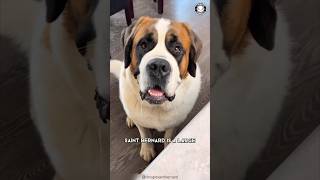 Saint Bernard 🐶 The Rescue Heroes [upl. by Cletus228]