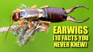 Earwigs 🪳 10 FACTS You NEVER KNEW [upl. by Kraska]