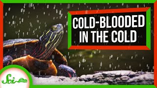 How quotColdBloodedquot Animals Survive the Cold [upl. by Aicenet]