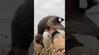 Stud Gadwall duckhunt goosehunting duckhunting waterfowl [upl. by Tibbitts221]