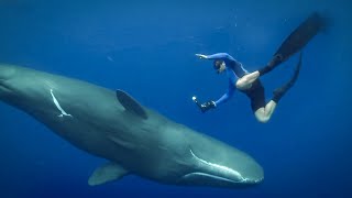 Feeling the Force of Sperm Whales Ultrasound  Super Giant Animals  BBC Earth [upl. by Inaflahk]