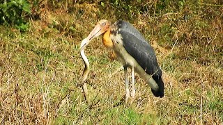 Lesser Adjutant eats snake [upl. by Dlorad]