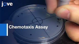 C elegans Chemotaxis Assay l Protocol Preview [upl. by Initirb789]