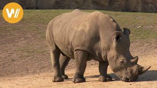 Nashorn  Unsere Tierwelt Kurze Tierdokumentation [upl. by My]