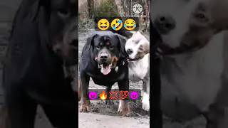 lalchi 🤣 kutta 😂ka comedy video 😂 sadnand kumar ka comedy video 😂😂 [upl. by Theron]