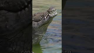 WORLD BIGGEST CROCODILE LoLong the worlds biggest crocodile [upl. by Ettevi]