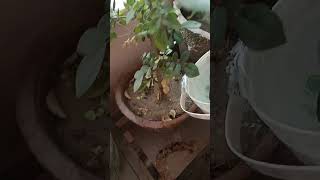 Thando me kitna Pani Dalerajuterracenursery youtubeshorts [upl. by Herahab670]