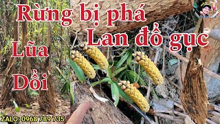 Đi tìm lũa Dổi cánh rừng bị phá tan hoang Lan Móng Cọp Vàng đổ gục dưới đất [upl. by Novikoff]