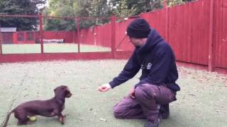 How to stop your Dachshunds excessive barking [upl. by Budge]