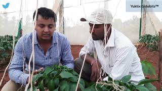 Sucking Pest in Capsicum  Thrips  Yuktix® Technologies  IoT for Agriculture [upl. by Esinyl]