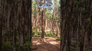 Kodaikanal Pine Forest💚 trending viralvideo kodaikanaldiaries kodaikanaltrip shorts nature [upl. by Merta]