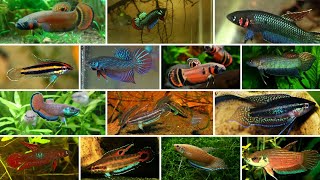 22 Types of Wild Betta Fish by Groups [upl. by Reibaj760]