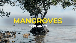 What are Mangrove Trees  Eco Facts  One Tree Planted [upl. by Radburn]