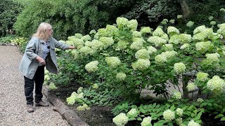 Hydrangea Garden Update planting Hakonechloa amp Ferns in a Shade Border [upl. by Niawat]