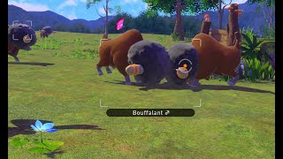 New Pokemon Snap  Episode 16  Butting heads [upl. by Einapets]