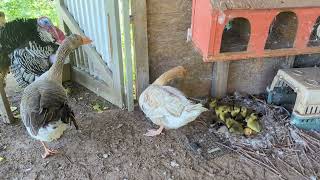 My geese hatched new baby goslings [upl. by Eimot]