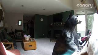 Bear Breaks Into Colorado Home quotPlaysquot Piano [upl. by Aititil915]