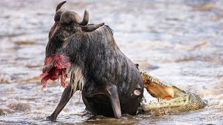 Unlucky Wildebeest Falls Victim to Crocodile Ambush [upl. by Amla135]