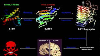 Prions  The General Mechanism of Prion Formation and Disease [upl. by Rasecoiluj125]