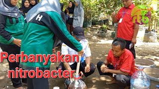 cara mudah memperbanyak nitrobacter cara hemat bertani widodoppl [upl. by Blynn309]