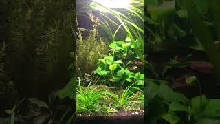 Fluval Spec 60L With Co2 And Fluval Nano Lighttropicalfish plantedtank aquascape shrimptank [upl. by Lempres]