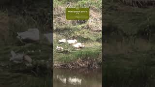 What is goose and geese in 🏴󠁧󠁢󠁷󠁬󠁳󠁿 vocabulary geirfa dysgucymraeg cymraeg [upl. by Dupin529]