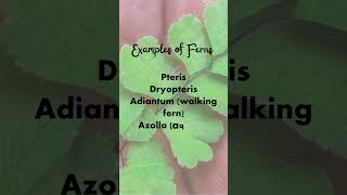 EXAMPLES OF FERNS  PTERIDOPHYTES [upl. by Cowden436]