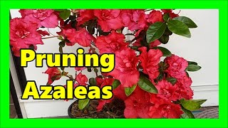 How To Prune Azaleas When To Prune Azaleas In Pots [upl. by Annet]