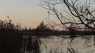 Pinkfooted Geese Footage [upl. by Lyall]