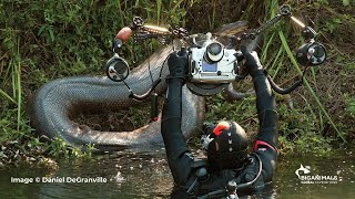 Anacondas in Brazil Adventure [upl. by Vacuva775]