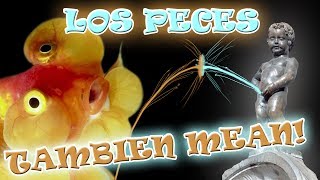 ¿HACEN PIPI LOS PECES ¿BEBEN AGUA SU SISTEMA EXCRETOR [upl. by Territus]