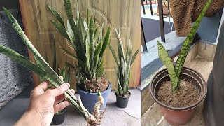 Propagating Snake Plant  How To Propagate Snake Plant  Sansevieria [upl. by Crockett368]