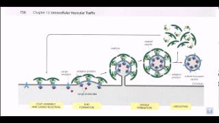 Vesicle formation [upl. by Nauqel]