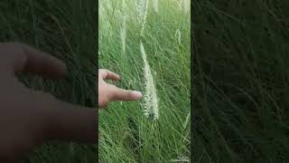 pennisetum SetaceumFountain Grassبانيسيتم [upl. by Saturday]