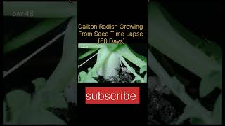 Daikon Radish Growing From Seed Time Lapse 60 Days [upl. by Kos]