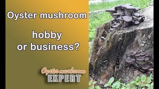 How to grow oyster mushroom the easiest and economical way mushroomhobby [upl. by Markowitz]