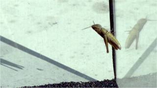 GRASSHOPPER IN ULTRA SLOWMOTION FILMED WITH THE CHRONOS 14 SLOWMOTIONEXPERIMENT [upl. by Ileek]