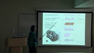 Investigating the Strange Case of the Drosophila Dot Chromosome [upl. by Selden]