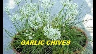 HOW TO GROW GARLIC CHIVES FROM SEED [upl. by Yhotmit]