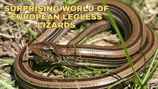 Surprising World Of European Legless Lizards [upl. by Haran]