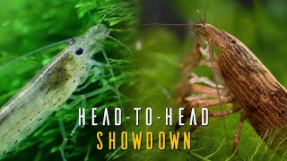 Amano Shrimp VS Bamboo Shrimp  Which Species Is RIGHT For You [upl. by Elatan]